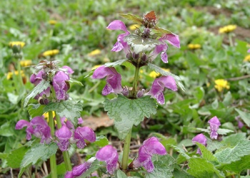 Gefleckte Taubnessel (Lamium maculatum) - © Emanuel Trummer